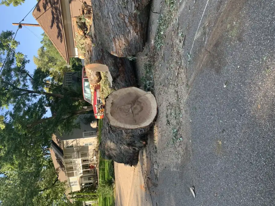 Large tree fallen across a residential street after a severe storm in a Minnesota neighborhood requiring emergency cleanup