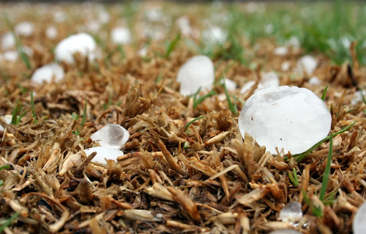 How to spot hail damage on your roof in Minnesota - close-up of hail-damaged shingles inspected by Weatherguard Construction