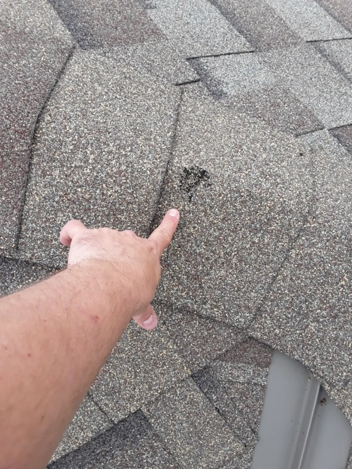 hail damage shingle inspection
