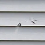 Close-up of damaged vinyl siding on Minnesota home showing impact damage - LP SmartSide vs vinyl siding durability comparison
