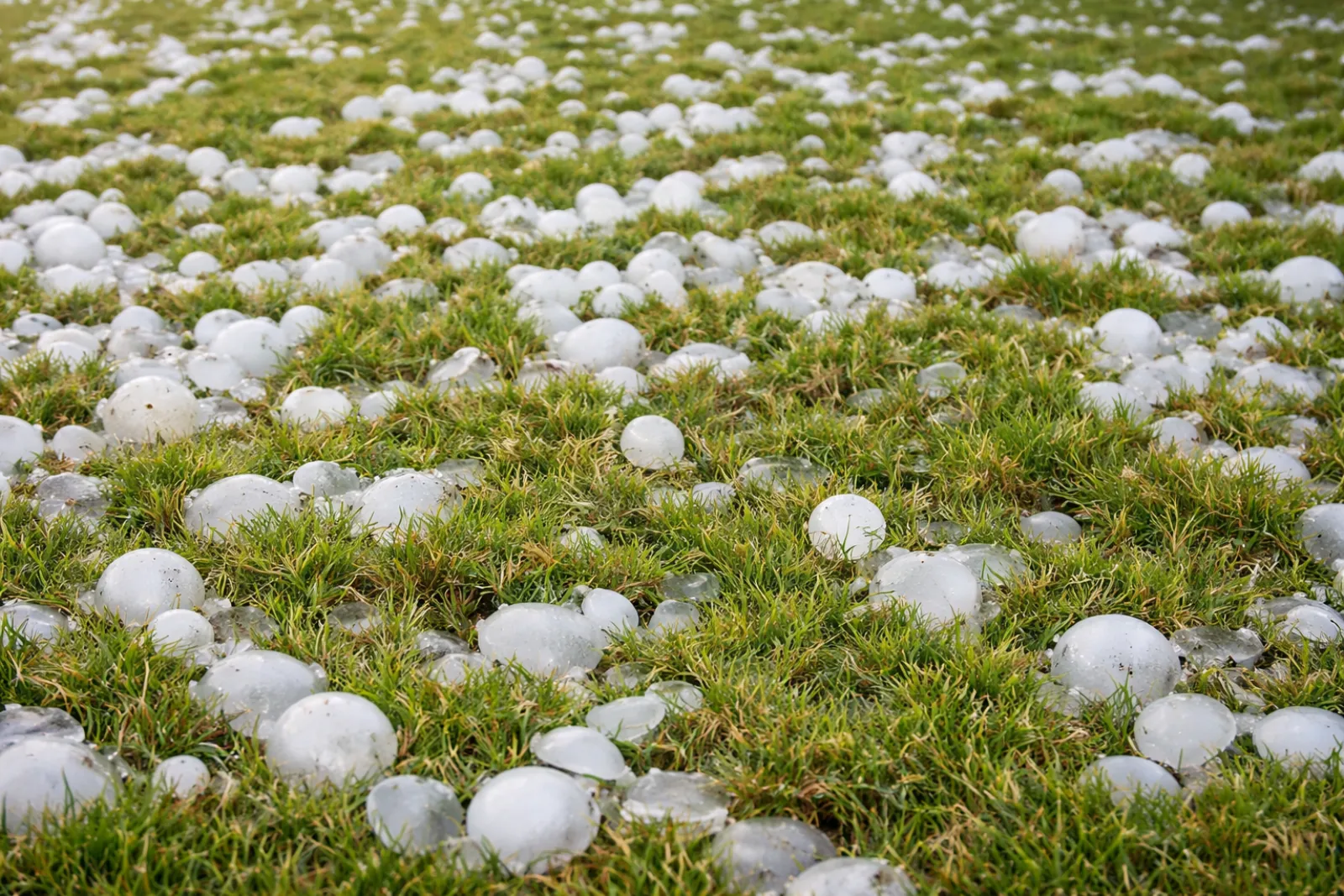 Golf ball and baseball sized hailstones covering a residential lawn after a severe Minnesota hailstorm