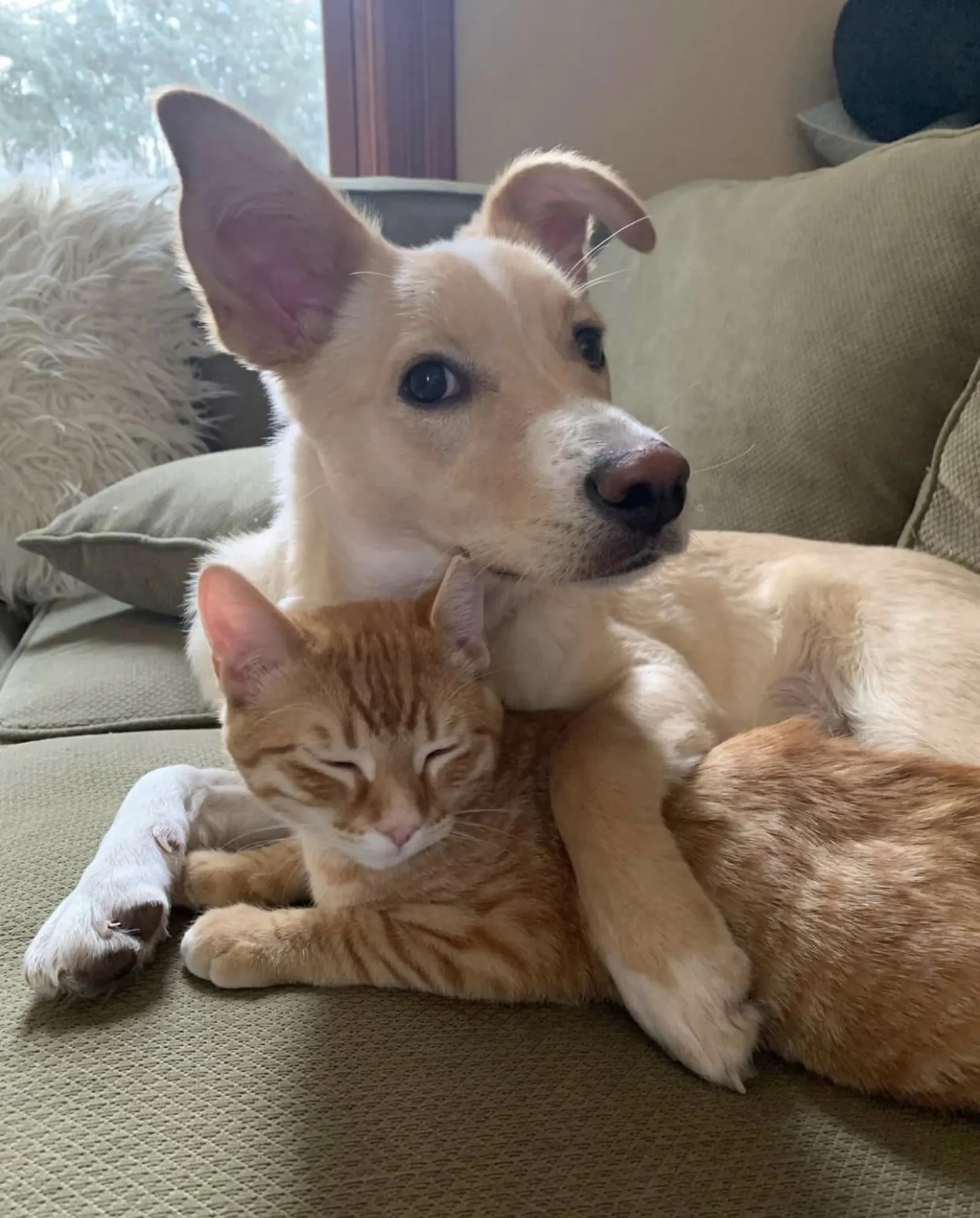 Dog and cat cuddling together on a couch illustrating pet-friendly home living for Minnesota homeowners planning exterior upgrades