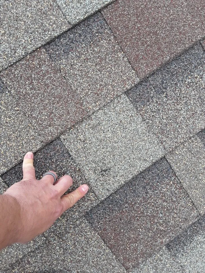 Hail-damaged asphalt shingle lifted from impact - Weatherguard roof inspection