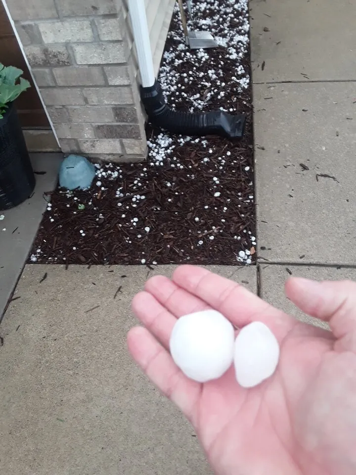 Weatherguard inspector holding golf ball-sized hailstones after Minnesota storm